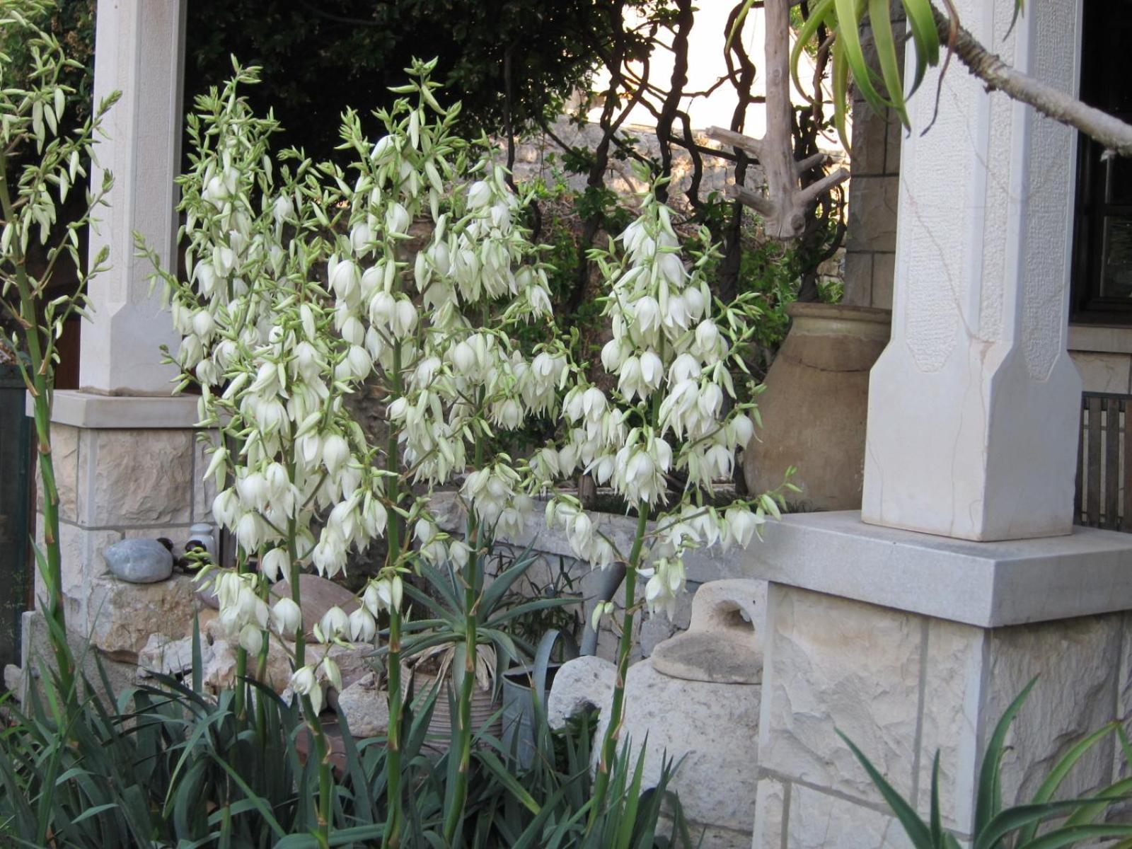Maria Bilicic 2 Maison d'hôtes